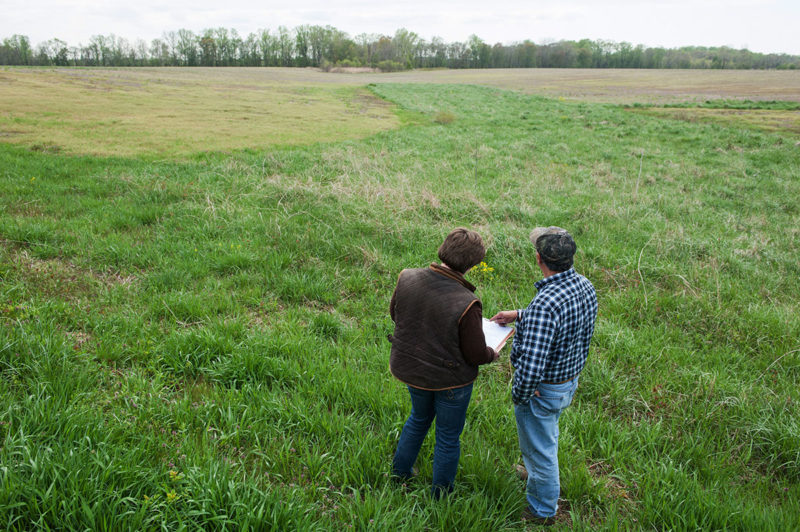 Farmers inspecting field planted with cover crops